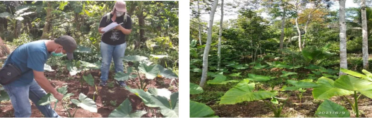 Gambar 2. Talas beneng pada pola (a) monokultur dan (b) agroforestry  Figure 1. (Taro beneng on monoculture pattern (a) and agroforestry pattern (b)) 