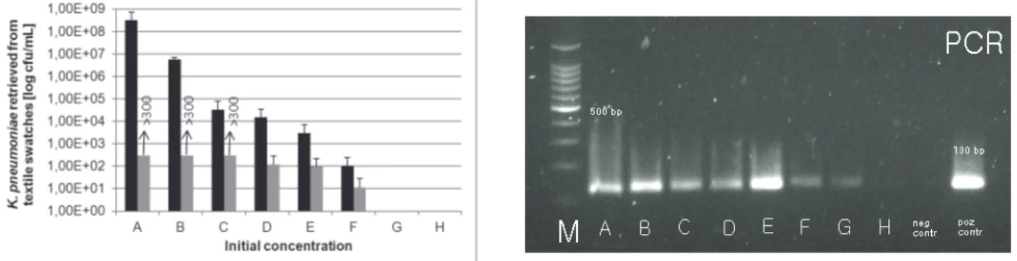 Figure 2 shows that the detection of  K. pneumoniaei  noculated  onto  textile  swatches  at  eight  different  concentrations levels (A to H) in descending order from 