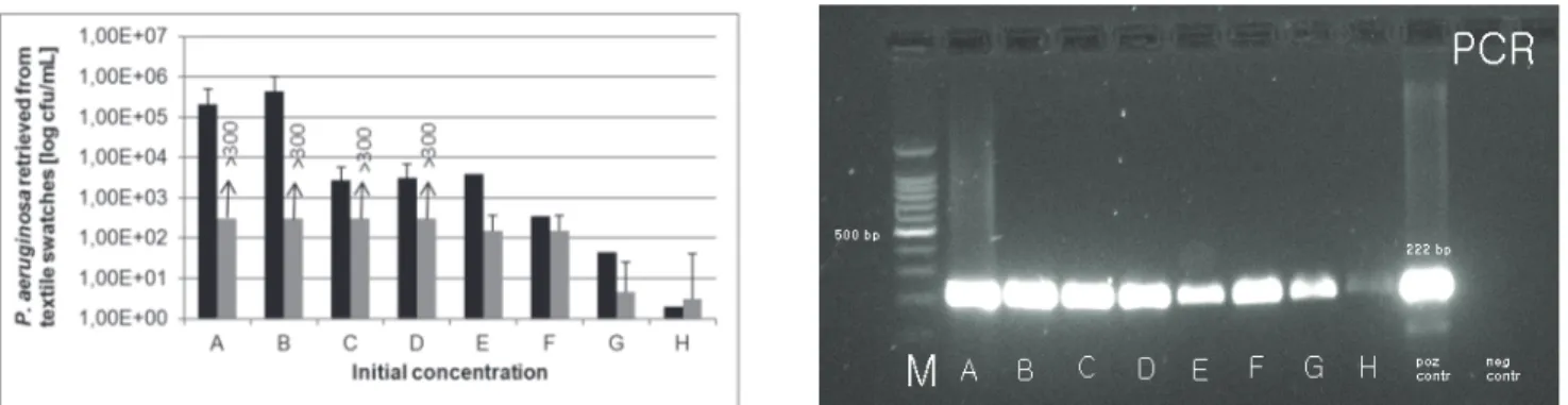 Figure 3. Detection of different concentrations of P. aeruginosa on textile swatches after 24 hour drying with  three methods: RODAC with incubation (grey columns) and parallel Morapex with incubation (black  columns) on upper figure and Morapex with PCR o