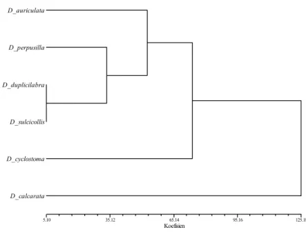 Gambar 2. Analisis pengelompokkan ketidaksamaan menggunakan nilai koefisien Euklidian keong Diplommatina spp di TN