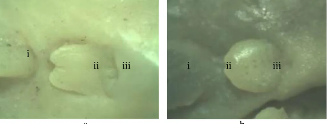 Gambar 2. Foto papilla S. macraostetholepis. a = papilla betina. b = papilla  jantan.  i =  sirip anal, ii = papilla, iii = anus