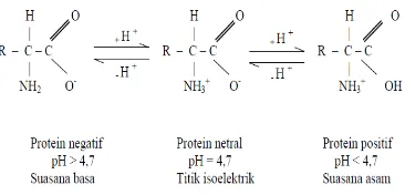 Gambar 1.  Protein Dipolar 