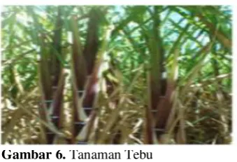 Gambar 6. Tanaman Tebu 