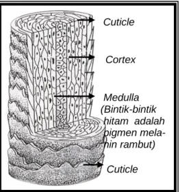 Gambar 1.1 Batang Rambut 