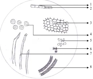 Gambar mikroskopik serbuk simplisia biji pepaya perbesaran 10x10 