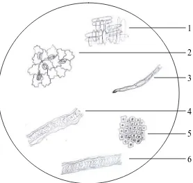 Gambar 18.  Pemeriksaan mikroskopik serbuk simplisia herba patikan kebo 