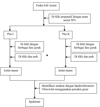 Gambar 21. Bagan Isolasi Senyawa Flavonoida dari Fraksi Etil Asetat 