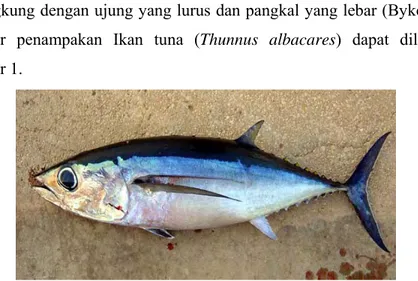 Gambar penampakan Ikan tuna (Thunnus albacares) dapat dilihat pada  Gambar 1. 