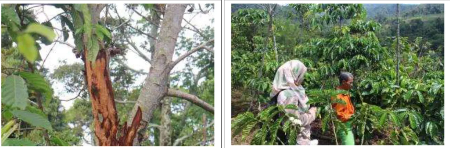 Gambar 8. Serangan ulat batang pada tanaman jengkol  banyak dikeluhkan petani di Desa Muara Danau 