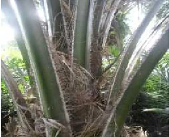 Gambar 2.2. Pelepah kelapa sawit.