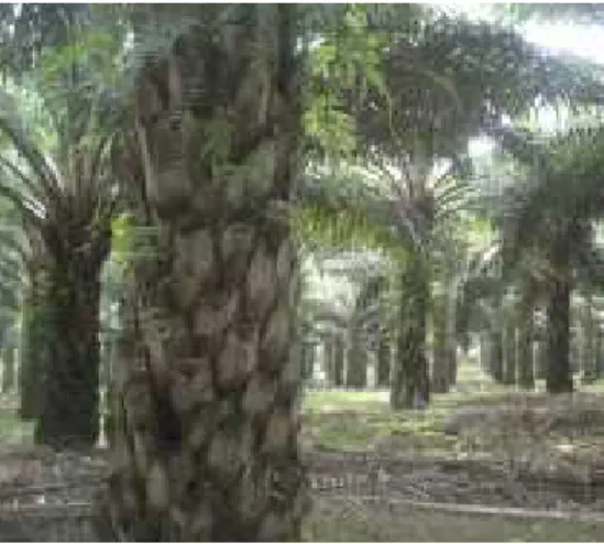 Gambar 2.3. Batang kelapa sawit.