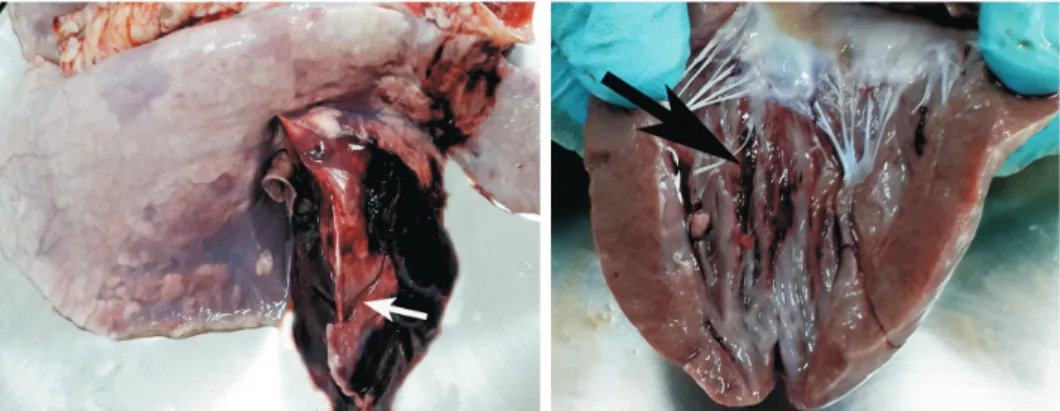 Fig. 8. the forestomach and caecal constipation