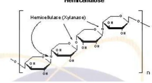 Gambar 2.4 Struktur Hemiselulosa 