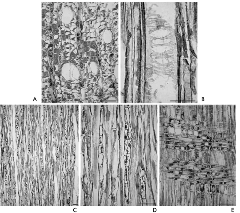 Fig. 2: Microphotographs of archaeological wood from the axe handle: (a) cross-section with diffuse distribution of small solitary  vessels; (b) radial section, a part of a vessel with scalariform perforation plate; (c,d) tangential section with heterogene