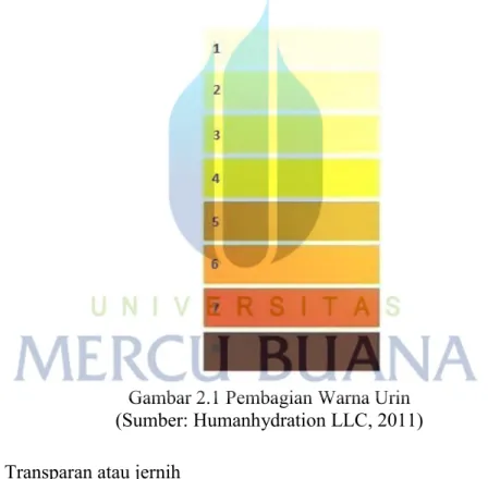 Gambar 2.1 Pembagian Warna Urin  (Sumber: Humanhydration LLC, 2011)  1.  Transparan atau jernih  