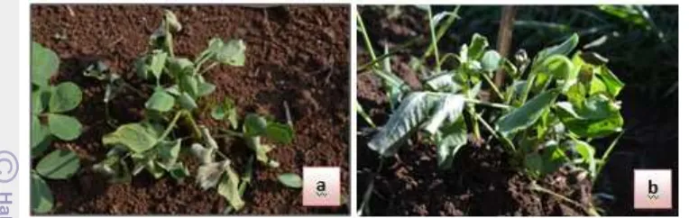 Gambar 3 Penyakit layu pada tamanam kacang tanah, a) umur 3 MST dan b) umur 5 