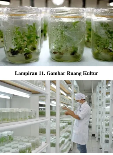 Lampiran 10. Gambar Inkubasi Eksplan 