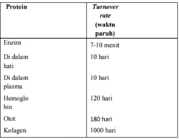 Tabel 1.1 Contoh Protein Turnover 