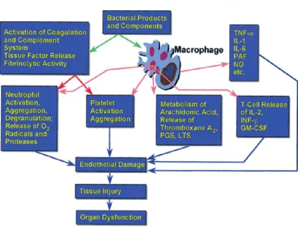 Gambar 2.2 : Patofisiologi kaskade sepsis   Sumber : Short MA.Adv Neonat Care 2004 ; 5:258-73                 