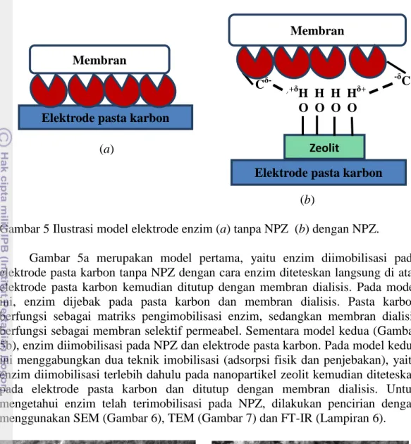 Gambar 5 Ilustrasi model elektrode enzim (a) tanpa NPZ  (b) dengan NPZ.    