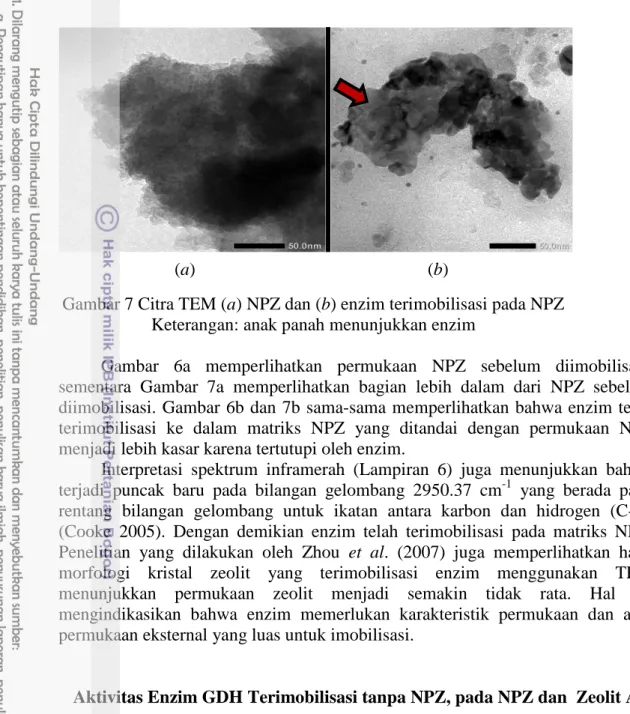 Gambar 7 Citra TEM (a) NPZ dan (b) enzim terimobilisasi pada NPZ  Keterangan: anak panah menunjukkan enzim 