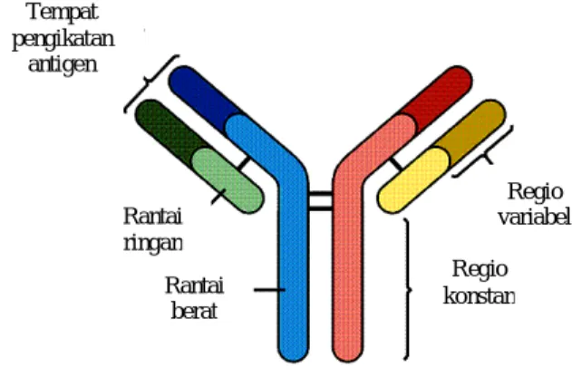Gambar 1 Struktur IgG (Mader 1997). 