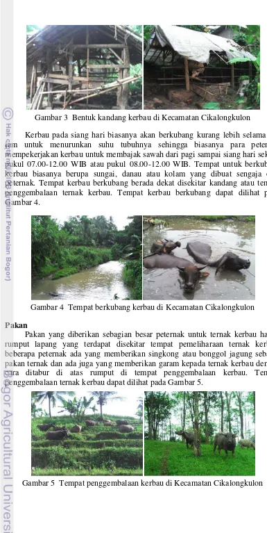 Gambar 5  Tempat penggembalaan kerbau di Kecamatan Cikalongkulon 