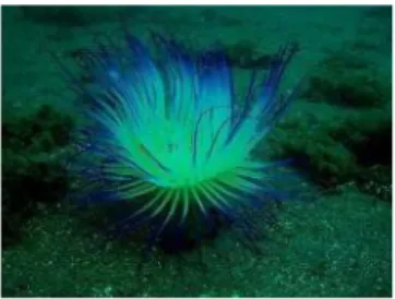 Gambar 1. Anemone laut Heteractis Magnifica (Sumber: actinaria.com, 2016)