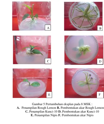 Gambar 5 Pertumbuhan eksplan pada 8 MSK : 