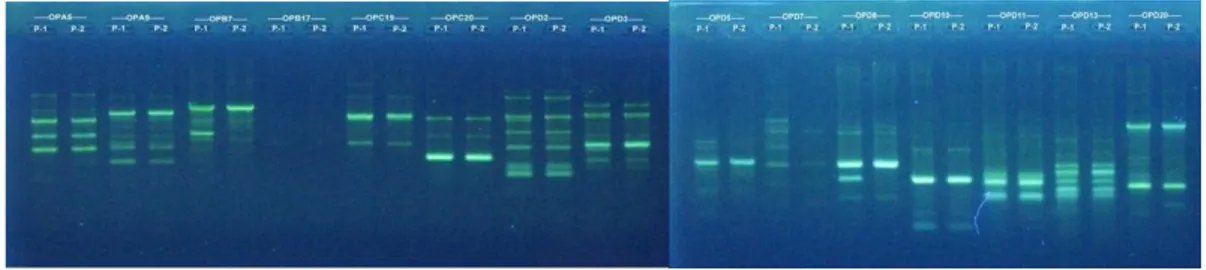 Gambar 1. Hasil Amplifikasi DNA (seleksi primer RAPD) yaitu Primer OPA 5, OPA 9, OPB 7, OPB 17, OPC19,  OPC 20, OPD 2, OPD 3, OPD 5, OPD 7, OPD 8, OPD 10, OPD 11, OPD 13, OPD 20