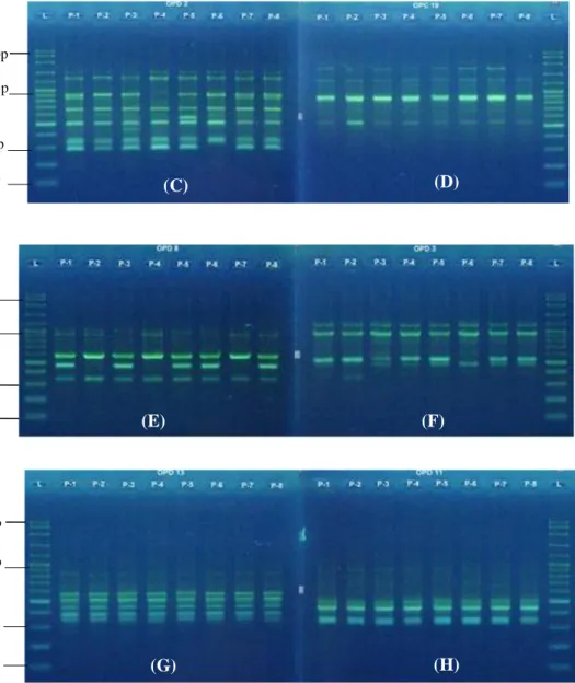 Gambar 2. Hasil Amplifikasi DNA tanaman Padi  (A) Primer OPB 7, (B) Primer OPA 5, (C) Primer  OPD 2, (D)  Primer OPC 19, (E) Primer OPD 8, (F) Primer OPD 3, (G) Primer OPD 13, (H)  Primer OPD 11