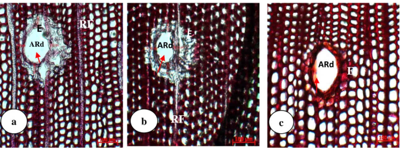 Gambar  2  Saluran  resin  aksial  dan  sel-sel  epitel  pada  pohon  pinus  bergetah  banyak  tinggi  (a),  bergetah  banyak  rendah  (b),  dan  pinus  produksi  getah  normal  (c)
