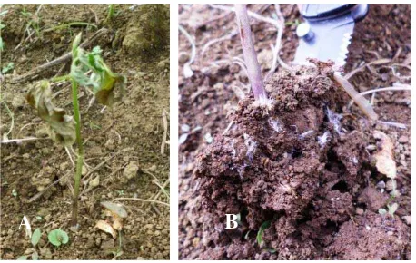 Gambar 2. (A) tanaman kedelai yang terserang S. rolfsii (B) tanah di sekitar perakaran tanaman terserang