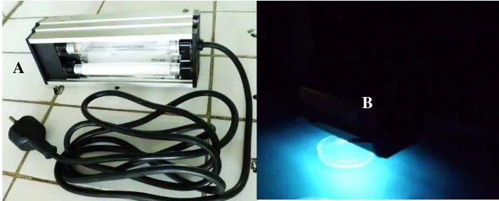 Gambar 3. Lampu UV yang digunakan selama percobaan berlangsung (A) Lampu UV (B) keadaan lampu UV setelah dihidupkan  