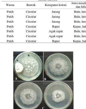 Tabel 2. Morfologi isolat mutan S. rolfsii secara makroskopis 