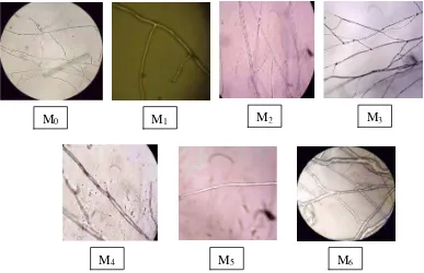 Gambar 9. Fotomikrograf  isolat mutan S. rolfsii dari kiri ke kanan                               (isolat tipe liar, pemaparan 5, 10, 15, 20, 25, 30 menit) perbesaran 1000 x 