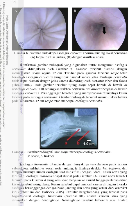 Gambar 6  Gambar endoskopi esofagus cervicalis normal kucing lokal penelitian. 