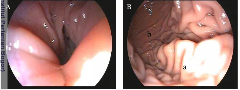 Gambar 12  Gambar endoskopi cardia dan fundus lambung normal kucing lokal penelitian. (A) pada kedalaman scope 27 cm, (B) pada kedalaman scope 28 cm