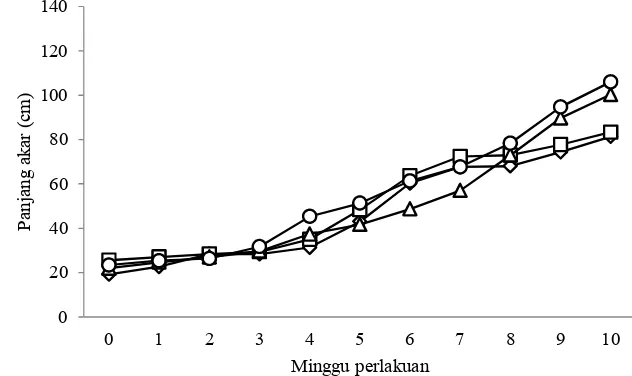 Gambar 1 Pola pertumbuhan panjang akar (cm) vetiver secara aeroponik selama 10  