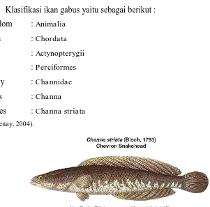 Gambar 2.1 Ikan Gabus (Channa striata) 