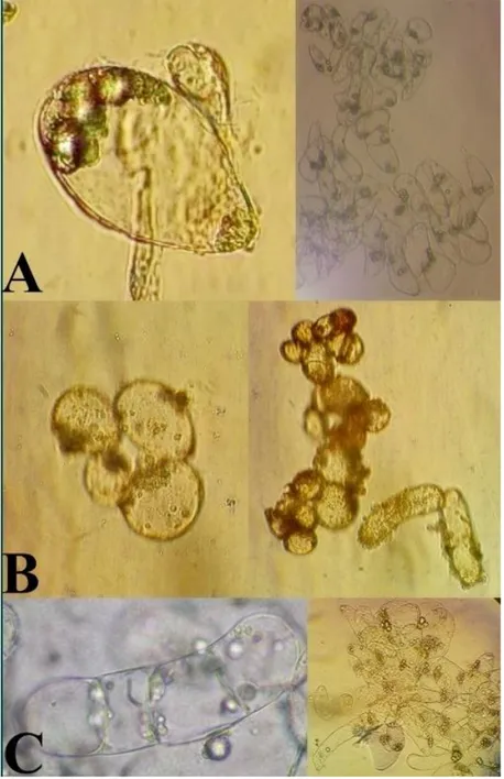 Gambar 4.Pengamatan sel kalus eksplan tanaman anggur hijau (V. vinifera L.). 