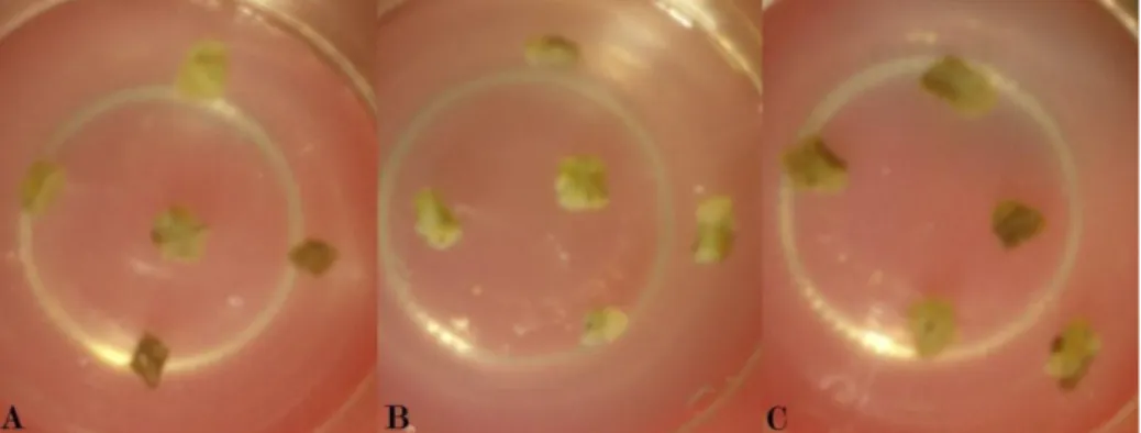 Gambar 3.Warna kalus eksplan tanaman anggur hijau (V. vinifera L.)pada  berbagai konsentrasi 2,4-D dengan pemberian air kelapa 10% secara in vitro