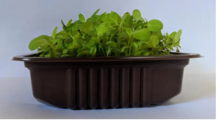 Gambar 3. Jarak growlight  60cm 