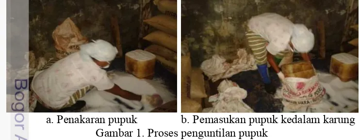 Gambar 1. Proses penguntilan pupuk 