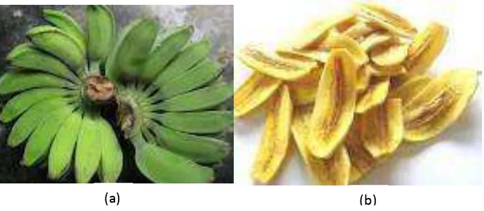 Gambar 3. Pisang kapok mentah (a), keripik pisang (b) 