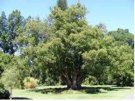 Gambar 2.3 Pohon Kapur. 