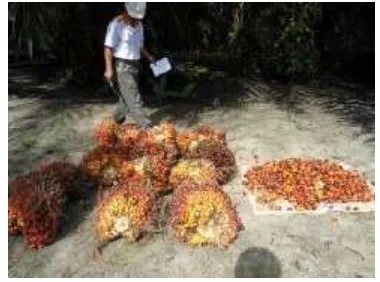 Gambar 1. Grading buah yang dilakukan oleh asisten kebun