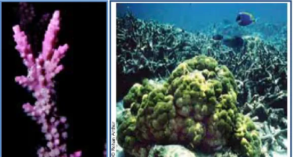 Gambar IV.4. Contoh jenis Acropra yakni Pink Acropora (kiri) (Sumber: CRC  Reef  centre, 2007) dan Porites (kanan) (Sumber: Arthur, 2006)