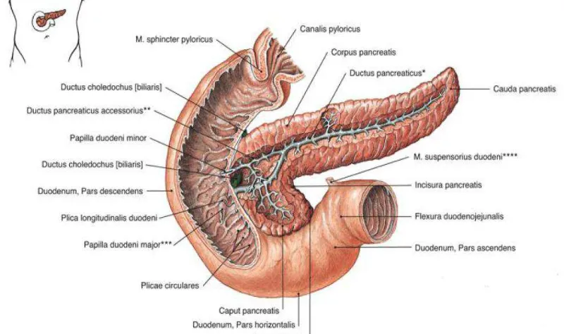 Gambar 2.1 Anatomi Pankreas  