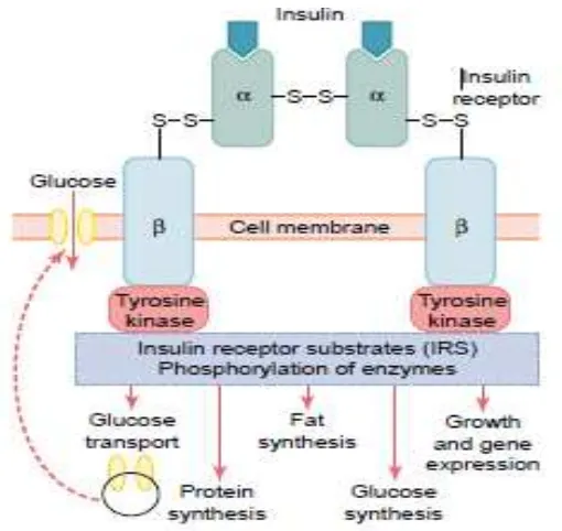 Gambar 2.3 Reseptor Insulin  Sumber : Guyton dan Hall, 2006. 